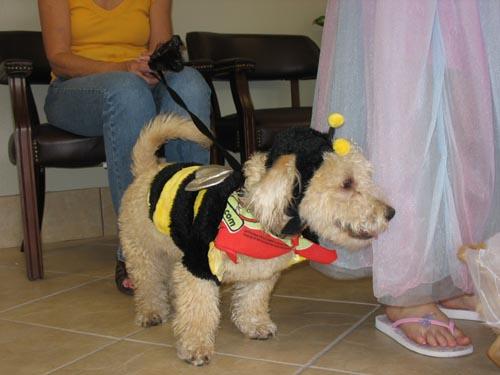 clothing for pet