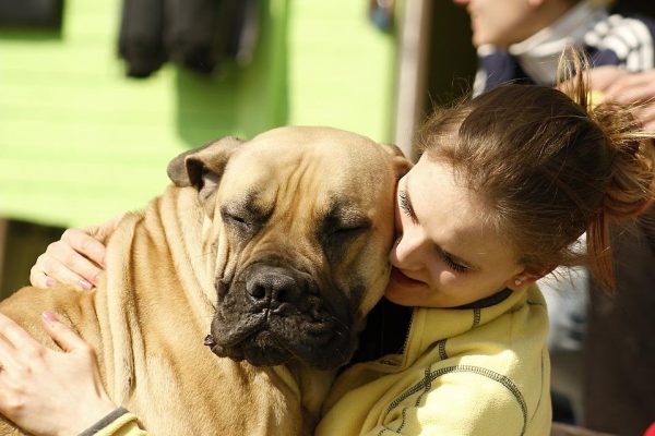 pet care